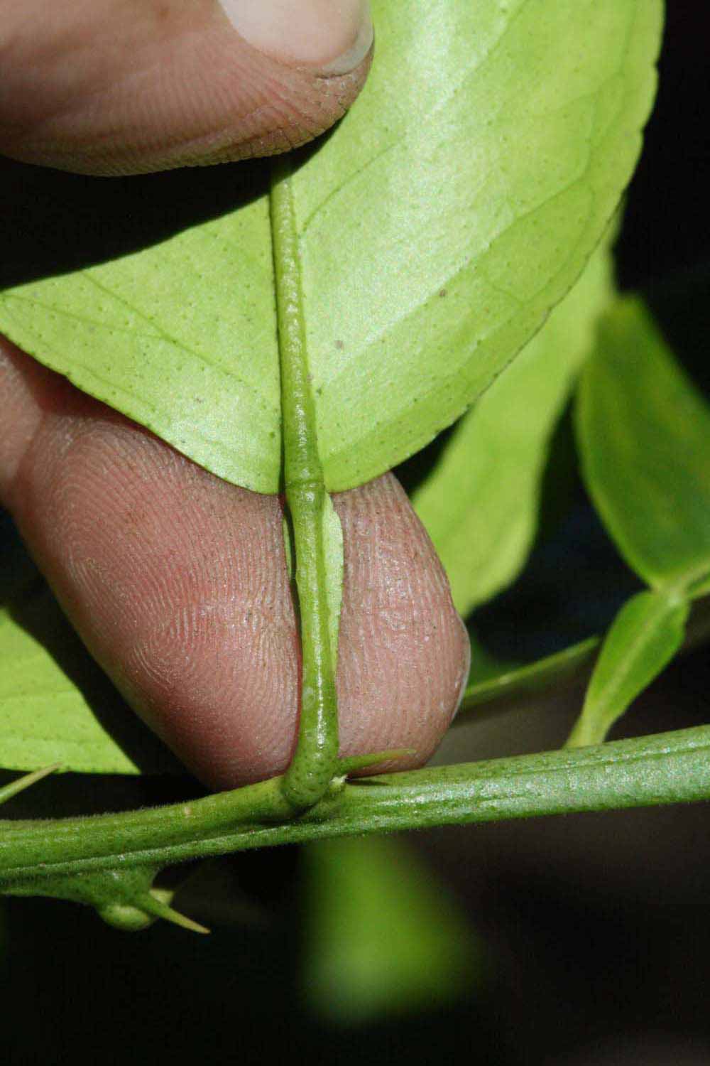              Petiole (Riverside, CA)       